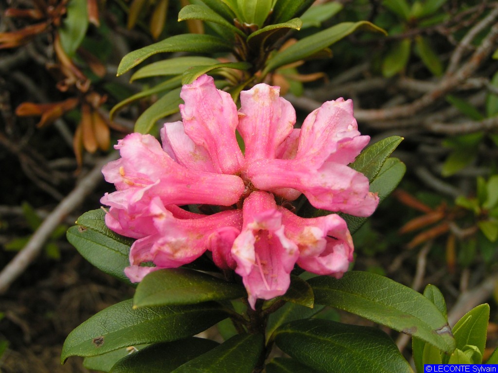 PICT2327-rhododendron.JPG