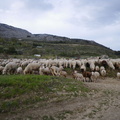Troupeau de moutons
