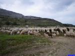 Troupeau de moutons: 