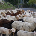 Troupeau de moutons