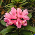 rhododendron