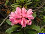 rhododendron: Une fleur de rhododendron.
