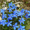 gentiane
