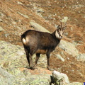 Chamois qui pose