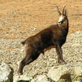 Chamois qui pose