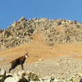 Chamois