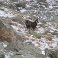 15754-Chamois