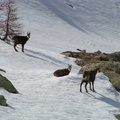 Chamois