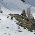 Chamois