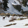 Chamois