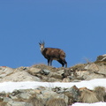 Chamois