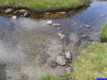 Têtards: Quantité impressionnante de têtards dans les eaux peu profonde du bord des Lacs de Morgon