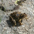 Grenouille
