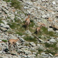17685-Chamois