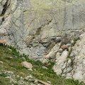 17688-Chamois