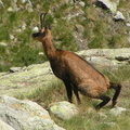 17803-Chamois
