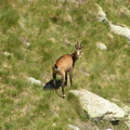 17806-Chamois