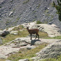 17822-Chamois