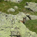 17830-Chamois