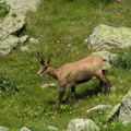 17831-Chamois