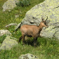 17833-Chamois
