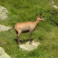 17838-Chamois