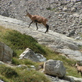 Chamois