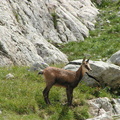 Chamois