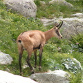 Chamois
