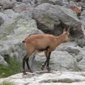 Chamois