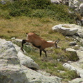 Chamois