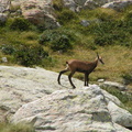Chamois