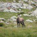 Chamois