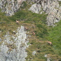 Chamois