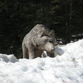 Sculpture de loup