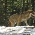 Canis lupus italicus