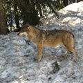 Canis lupus lupus