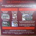 Communication des loups