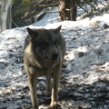 Canis lupus lupus