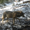 Canis lupus lupus