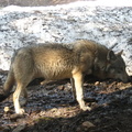 Canis lupus lupus