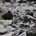 Marmotte