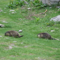 Marmottes