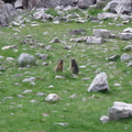 Marmottes