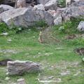 Marmottes