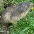 Marmottes