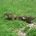 090522_1655-1408-Marmotte.jpg