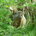 Marmottes