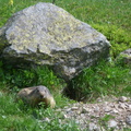 Marmottes