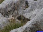 PICT8928: Marmotte caché dans les carières.